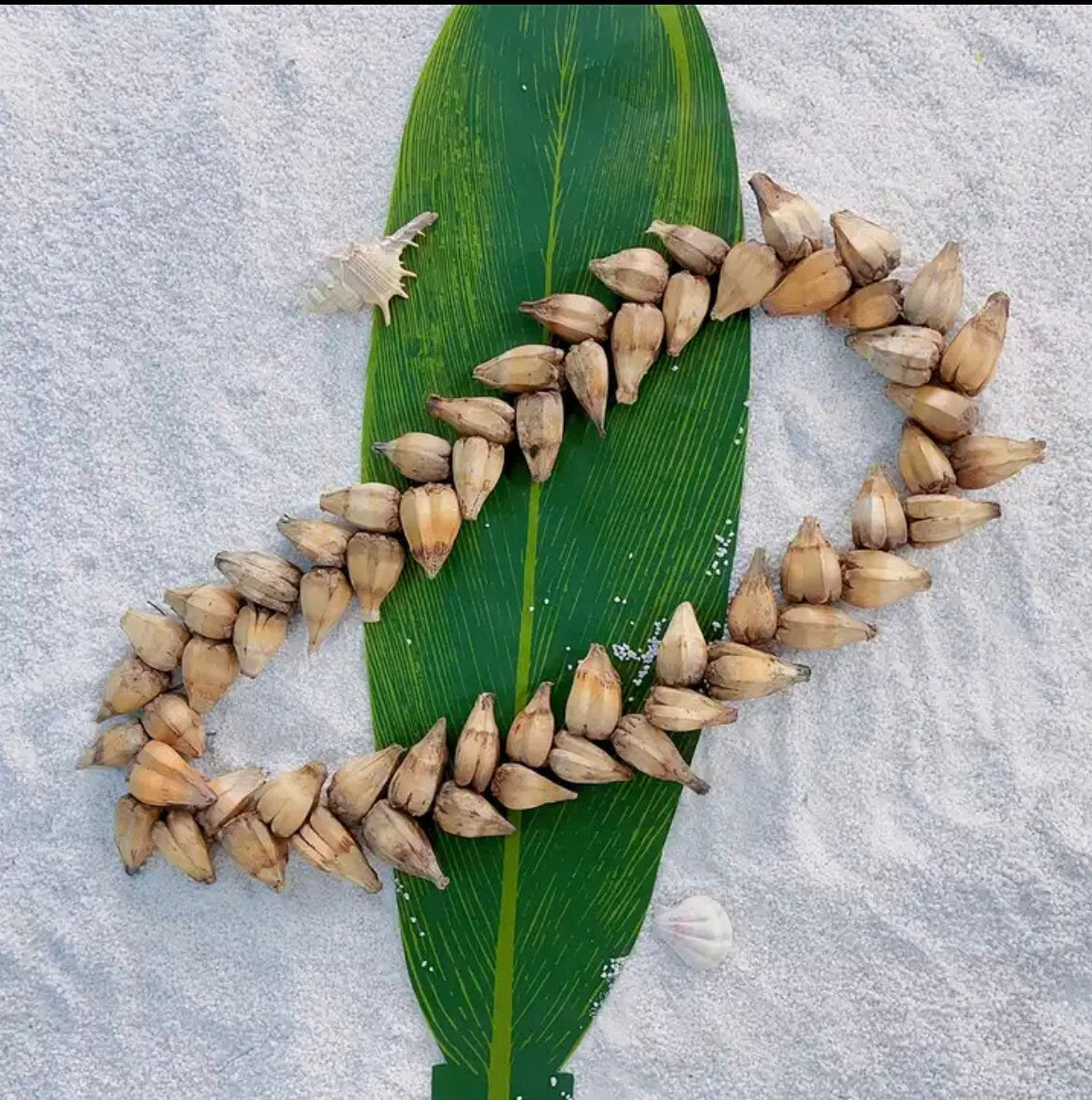 Polynesian, Samoan, Tongan Men's Traditional - Ula Fala Necklace - Natural Seed Jewelry Neckpiece Design - 40" Length - Handmade | Gtex Fabrics