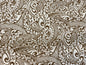 GTEX Collection - Polynesian Fabric - Tribal Tattoo Fabric - Sold by the Yard - Poly Cotton Poplin 58" Wide - Soft & Breathable Fabric   | Gtex Fabrics